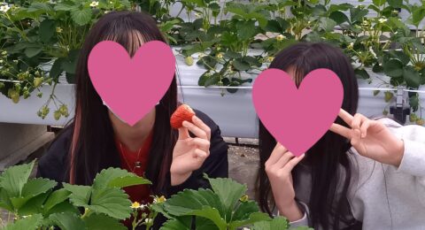 いちご狩りに行ってきました🍓