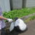 ボランティア活動で町をきれいにしました！