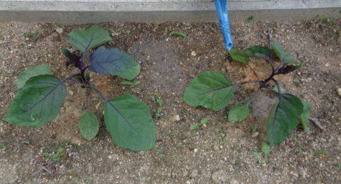 野菜を育てています🥬🍆🥒