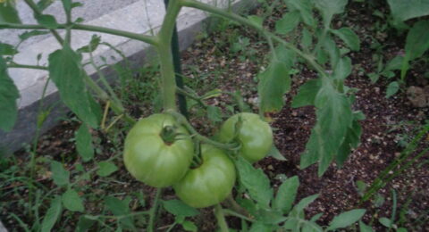 野菜が大きくなってきました🍆🍅🥬